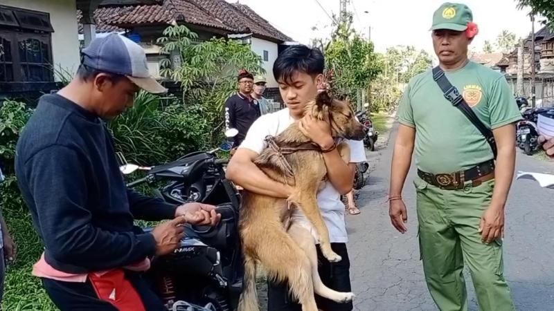 Jelang Akhir Tahun Kasus Rabies Di Bangli Mengalami Peningkatan Bali